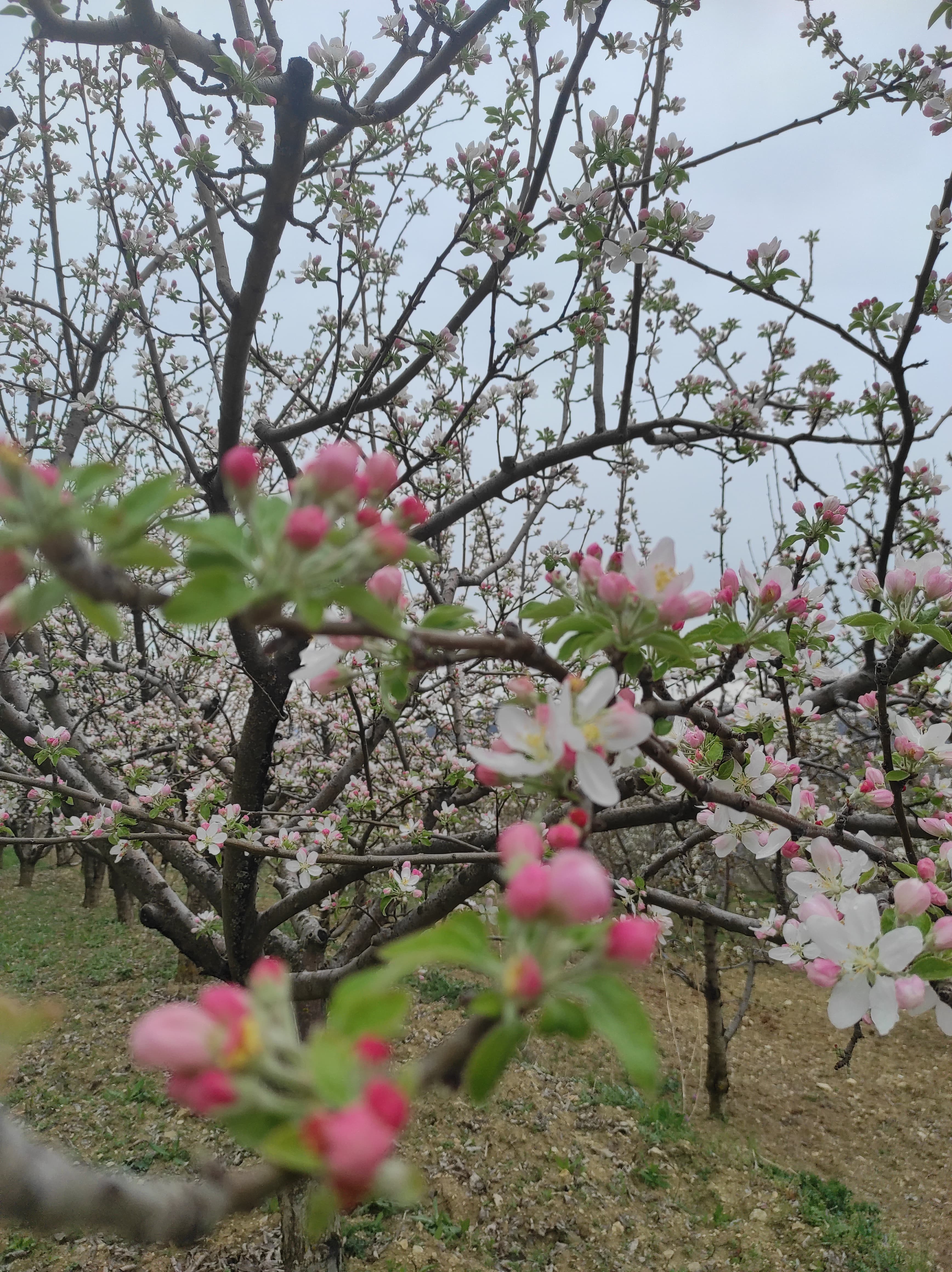 İlkbaharda ağaç budama ve bahar hazırlığı